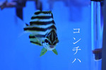 20100910-11.jpg