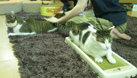 20110813-4.jpg
