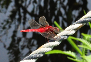 nakaikemi02